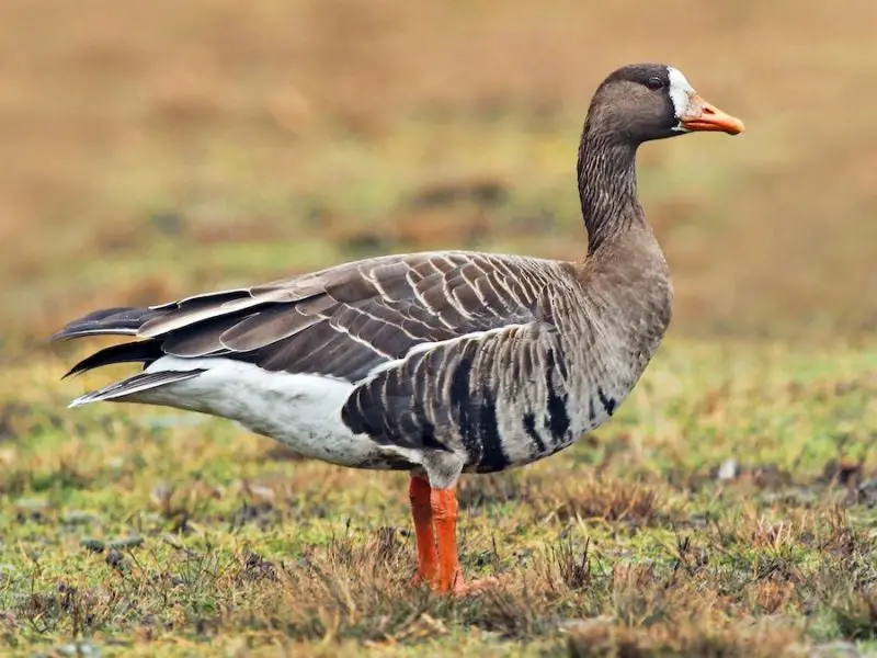 13 Species of Geese in Alaska