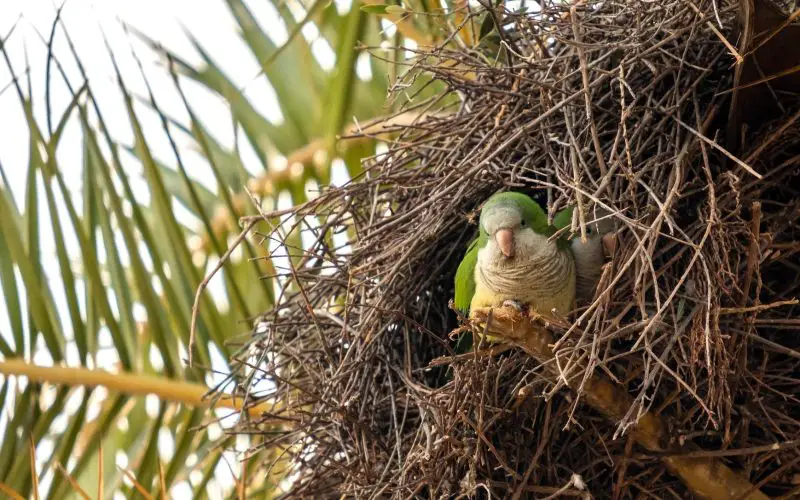 How to Care for Purple Parrots: Diet, Habitat, and Personality