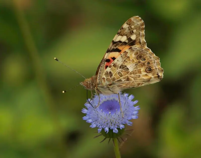 Top 15 Most Iconic Butterflies in the U.S.