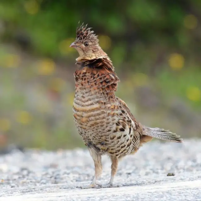 4 Quail and Pheasant Species of Michigan