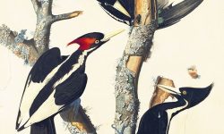 Why Did These 4 Alabama Birds Go Extinct?