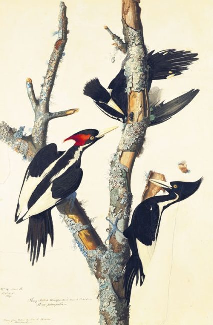 Why Did These 4 Alabama Birds Go Extinct?