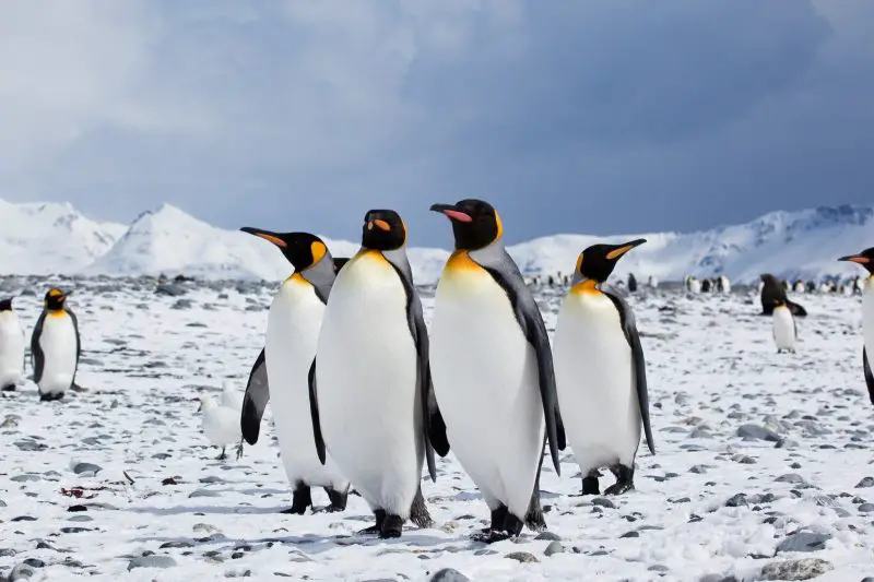 18 Species of Penguins in the World
