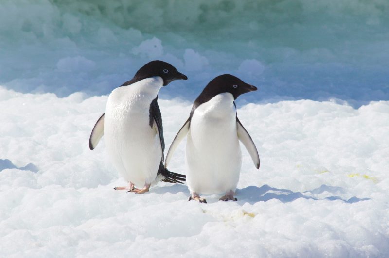 18 Species of Penguins in the World