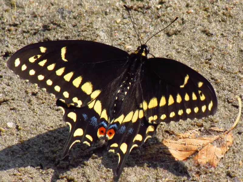 Top 15 Most Iconic Butterflies in the U.S.