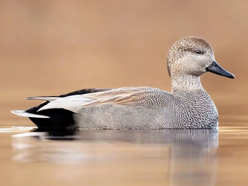 12 Duck Breeds in California