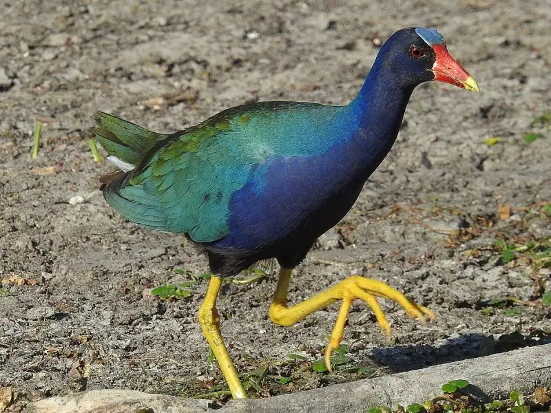 4. Purple Gallinule (Porphyrio martinicus)