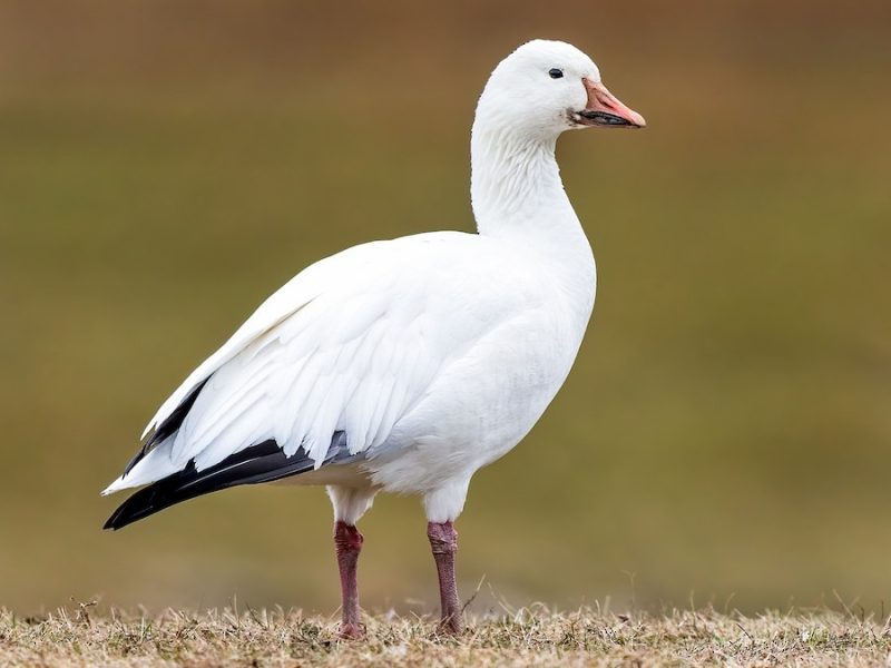 13 Species of Geese in Alaska
