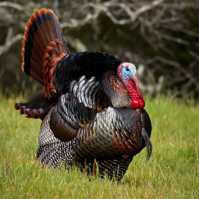 4 Quail and Pheasant Species of Michigan