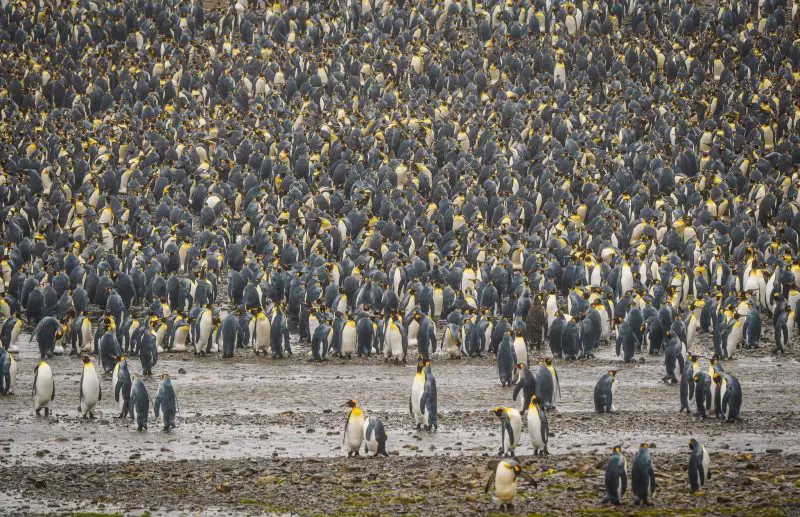 Why Penguins Migrate Long Distances