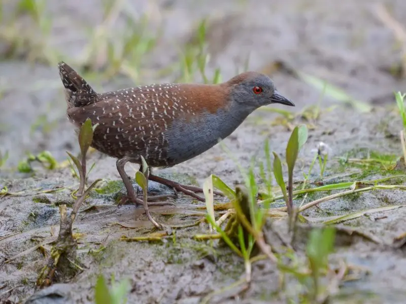 6 Wetland Birds You Should Know in Michigan