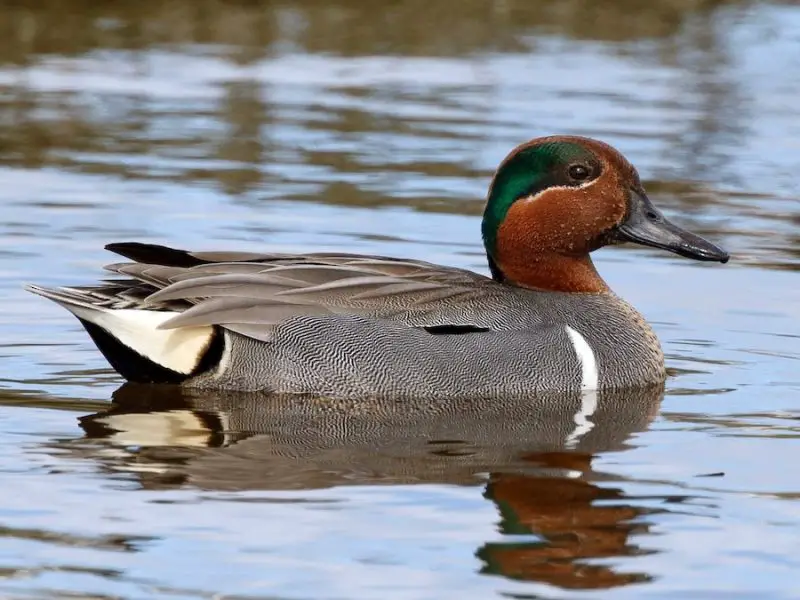 12 Duck Breeds in California