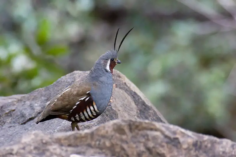 15 Most Unique and Special Bird Species Found Only in Idaho