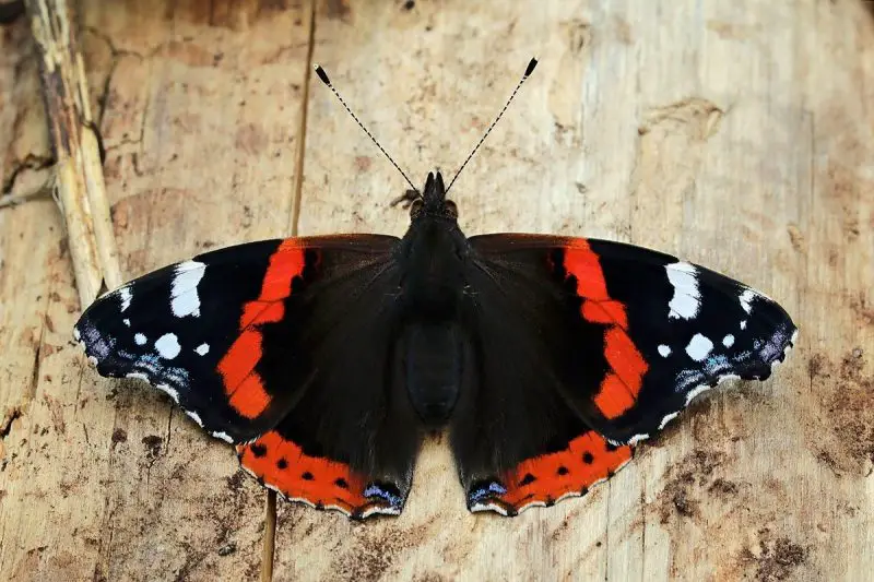 Top 15 Most Iconic Butterflies in the U.S.
