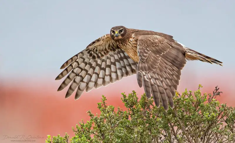 25 Remarkable Migratory Birds You Need to See