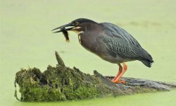 6 Wetland Birds You Should Know in Michigan