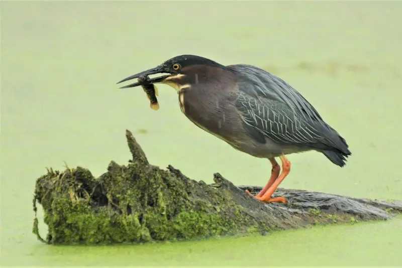 6 Wetland Birds You Should Know in Michigan