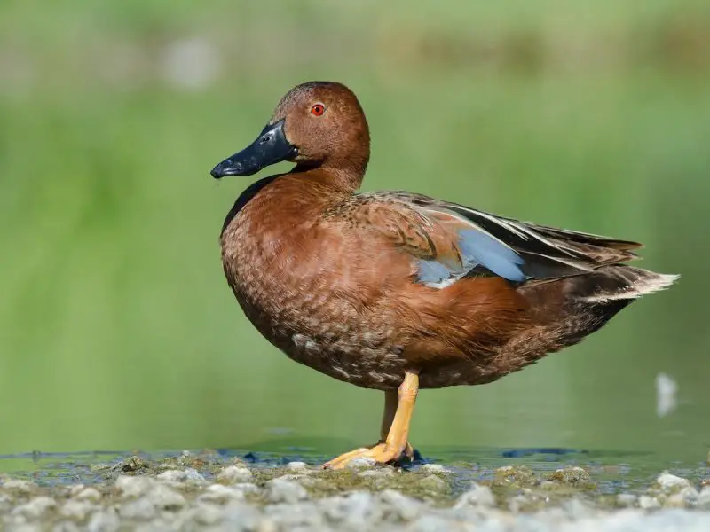12 Duck Breeds in California