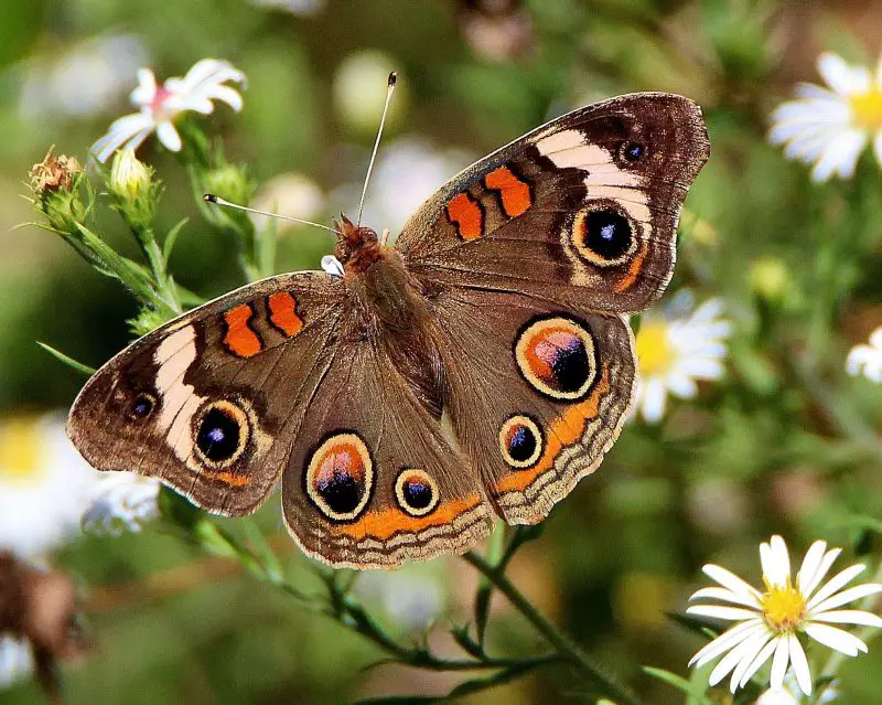 Top 15 Most Iconic Butterflies in the U.S.
