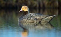 13 Species of Geese in Alaska (with picture)
