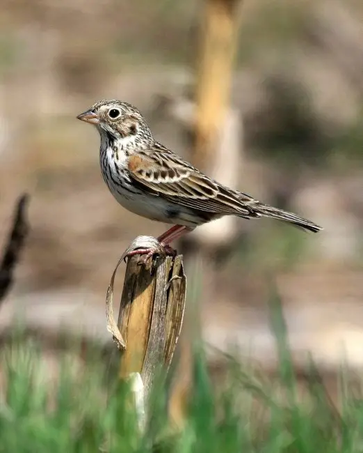 15 Most Unique and Special Bird Species Found Only in Idaho
