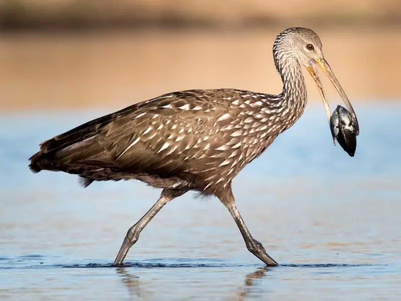 6 Wetland Birds You Should Know in Michigan