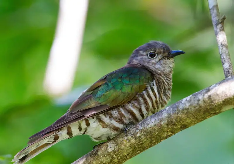 8 Cuckoo Species Seen in Hawaii