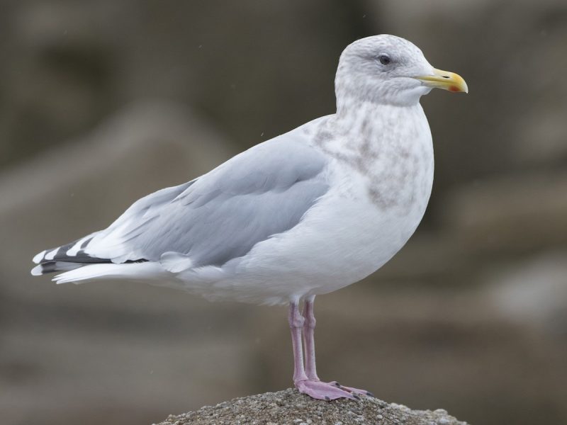 Birdwatching in Michigan: A Close Look at 31 Gull Species