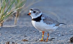 7 Types of Plovers in Michigan (with pictures)