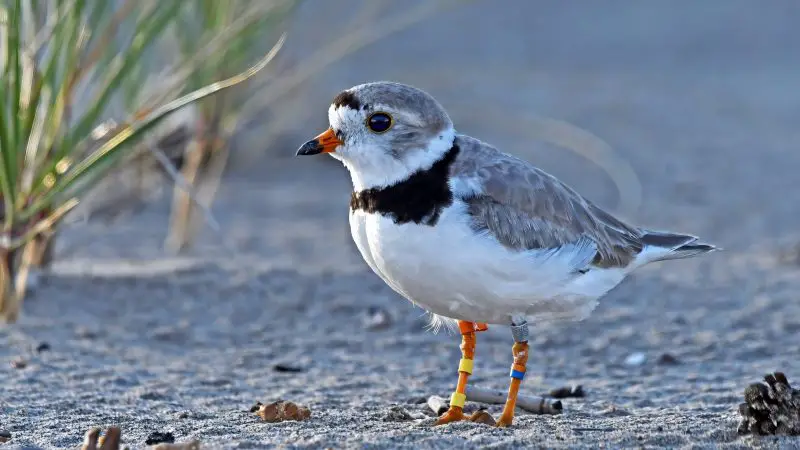 7 Types of Plovers in Michigan