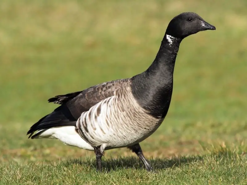 13 Species of Geese in Alaska