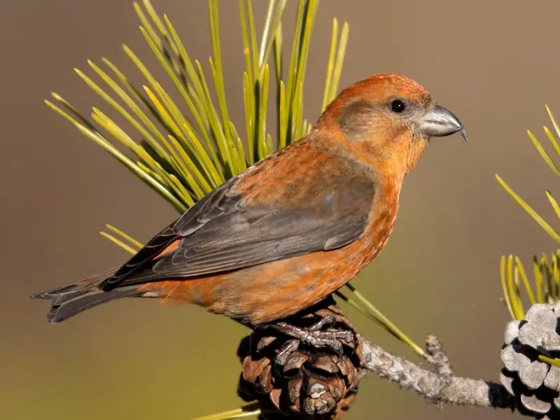 15 Most Unique and Special Bird Species Found Only in Idaho