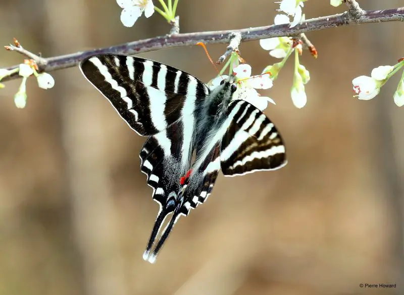 Top 15 Most Iconic Butterflies in the U.S.