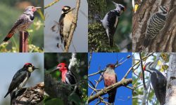 8 Stunning Woodpeckers You’ll Find in California (and How to Tell Them Apart)