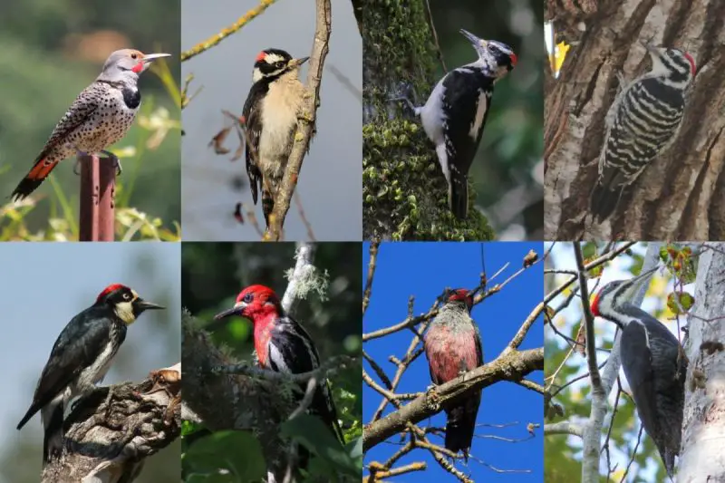 8 Stunning Woodpeckers You’ll Find in California