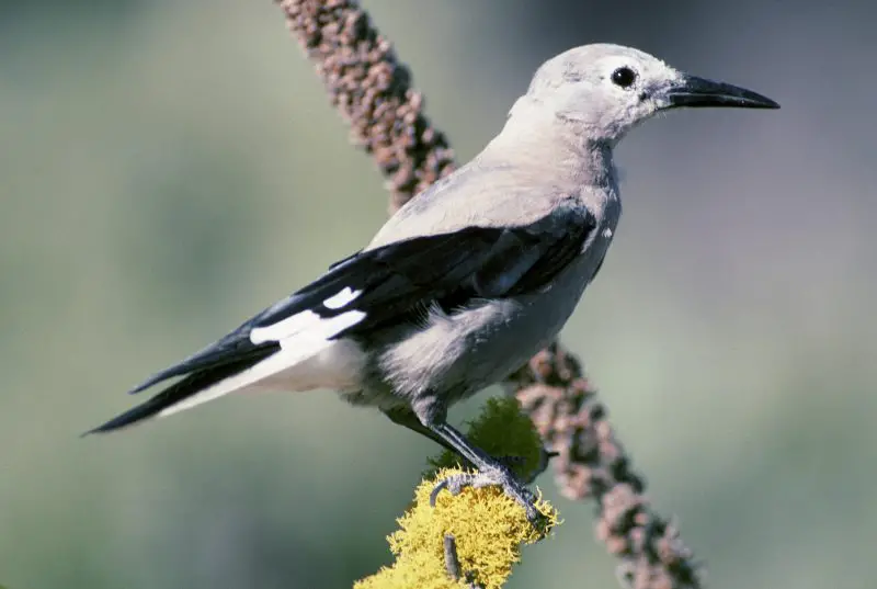 15 Most Unique and Special Bird Species Found Only in Idaho