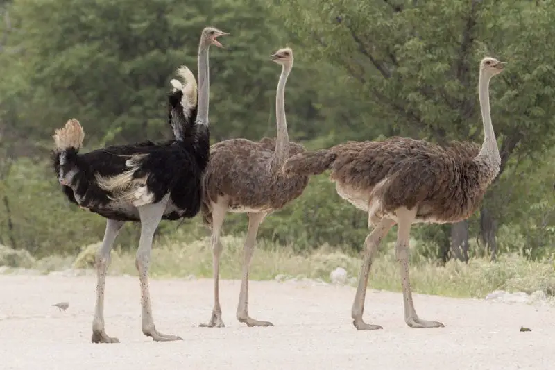 The 8 Different Types of Ostriches