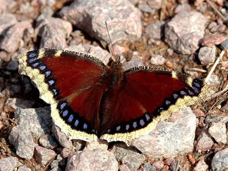 Top 15 Most Iconic Butterflies in the U.S.