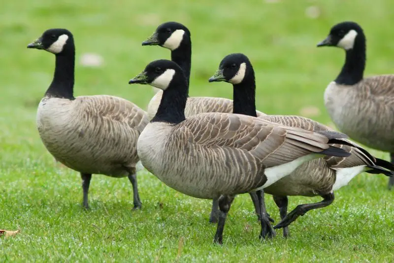 13 Species of Geese in Alaska