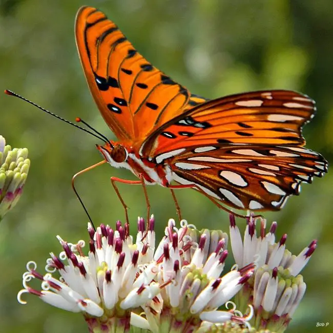 Top 15 Most Iconic Butterflies in the U.S.