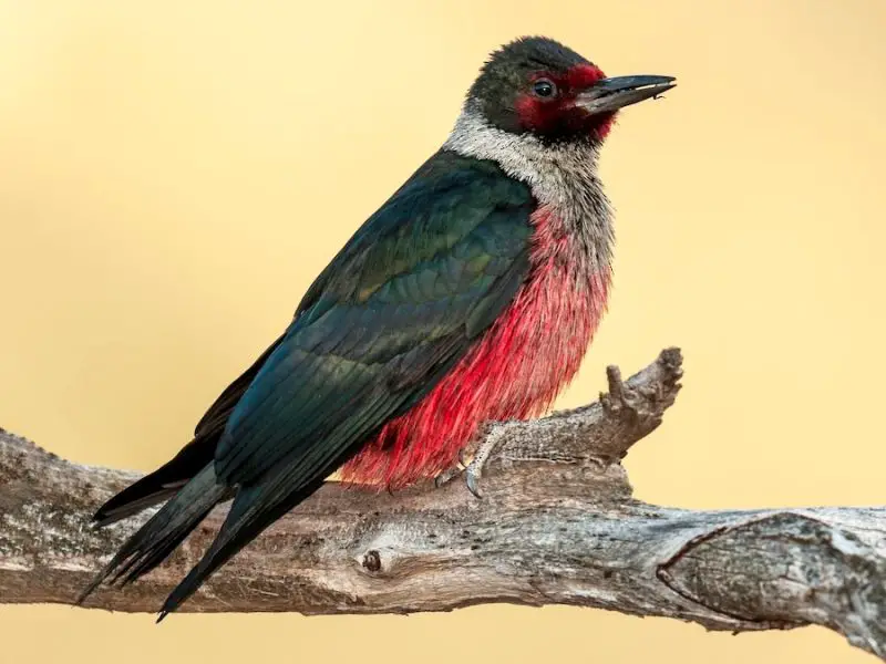 15 Most Unique and Special Bird Species Found Only in Idaho