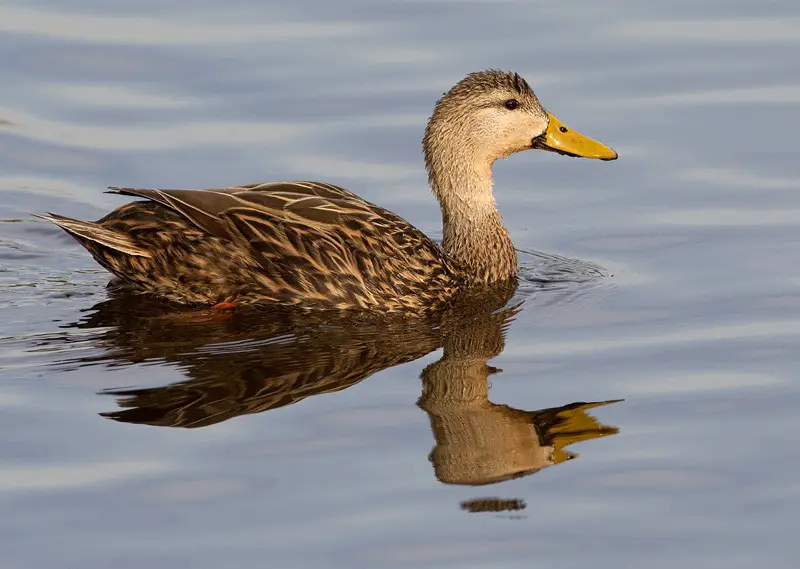 12 Duck Breeds in California