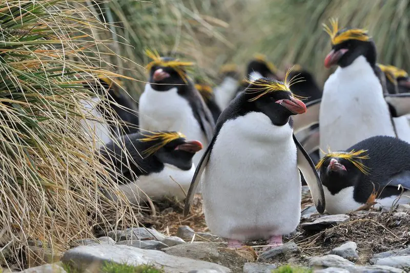 18 Species of Penguins in the World
