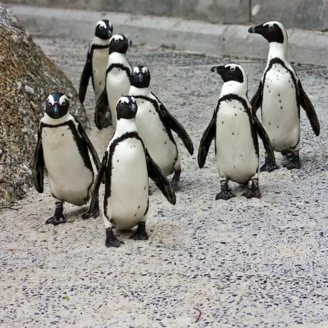 18 Species of Penguins in the World