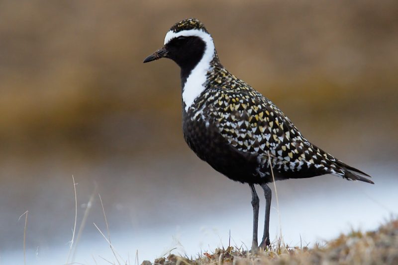 7 Types of Plovers in Michigan