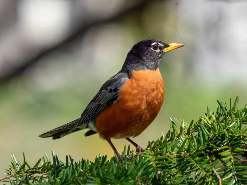 American Robin (Turdus migratorius)