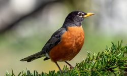 Can You Care for American Robins at Home? A Guide for Bird Lovers