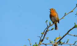 Turdus Voices: Comparing the Songs of American Robins, Blackbirds, and Song Thrushes