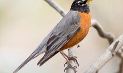 American Robin (Turdus migratorius): A Master of Adaptation, Survival, and Song