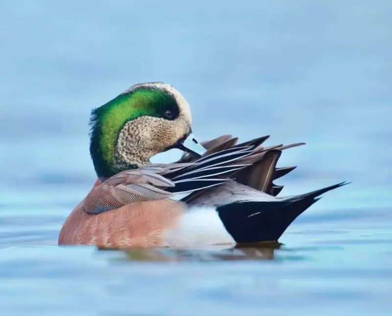 Ducks in Michigan